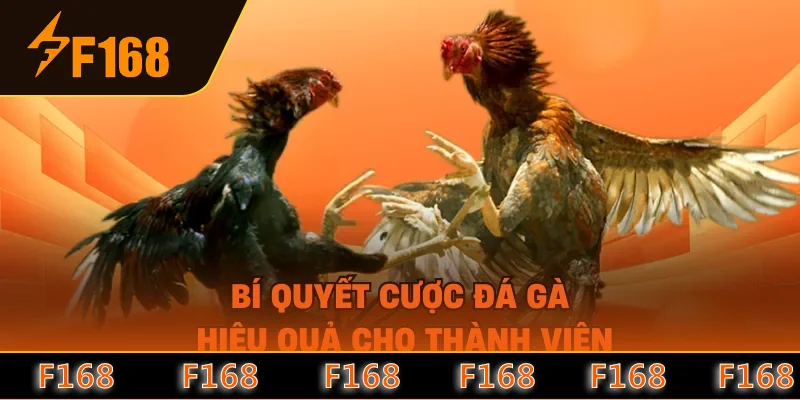 Bí quyết cược đá gà hiệu quả cho thành viên